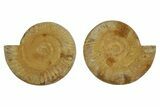 Cut & Polished Jurassic Ammonite (Perisphinctes) Fossil #369795-1
